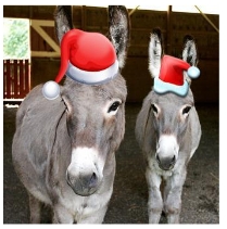 https://pittsburghnewswire.com/wp-content/uploads/2013/11/donkeysantahat.jpg